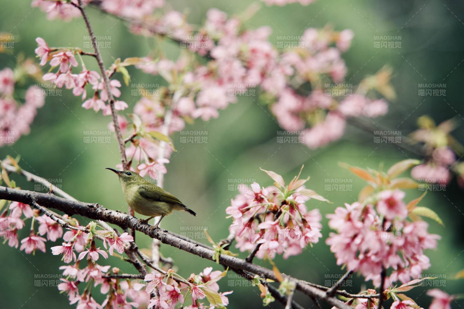 櫻花枝頭小鳥棲