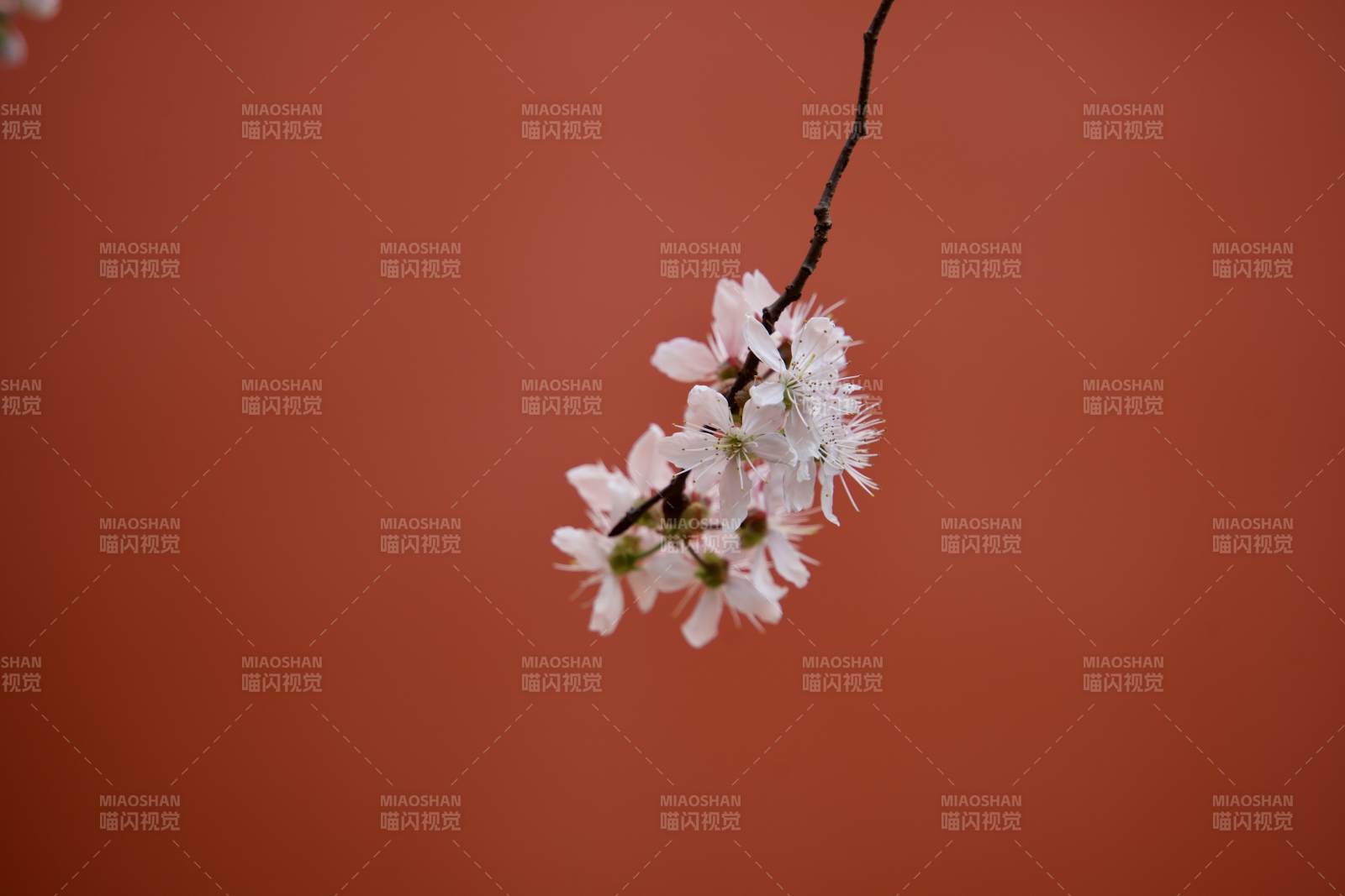 枝頭綻放的白色花朵