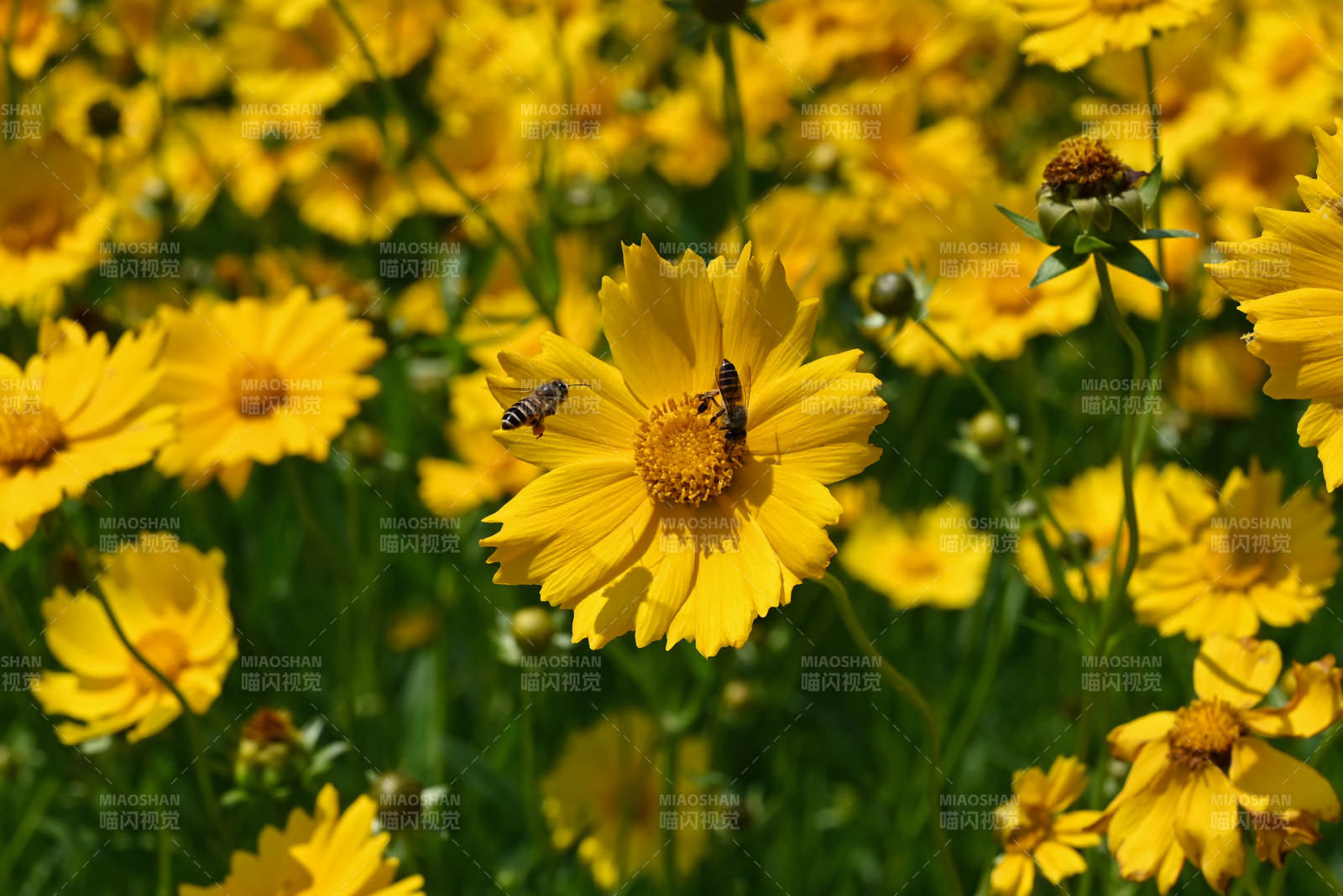 黃花蜂舞