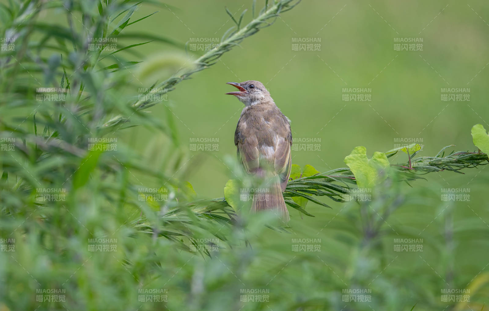 小鳥鳴叫于綠葉間