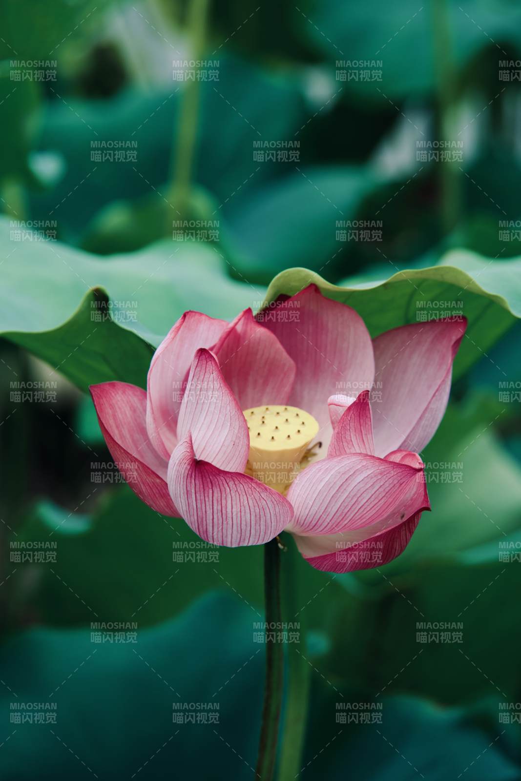 粉蓮綻放