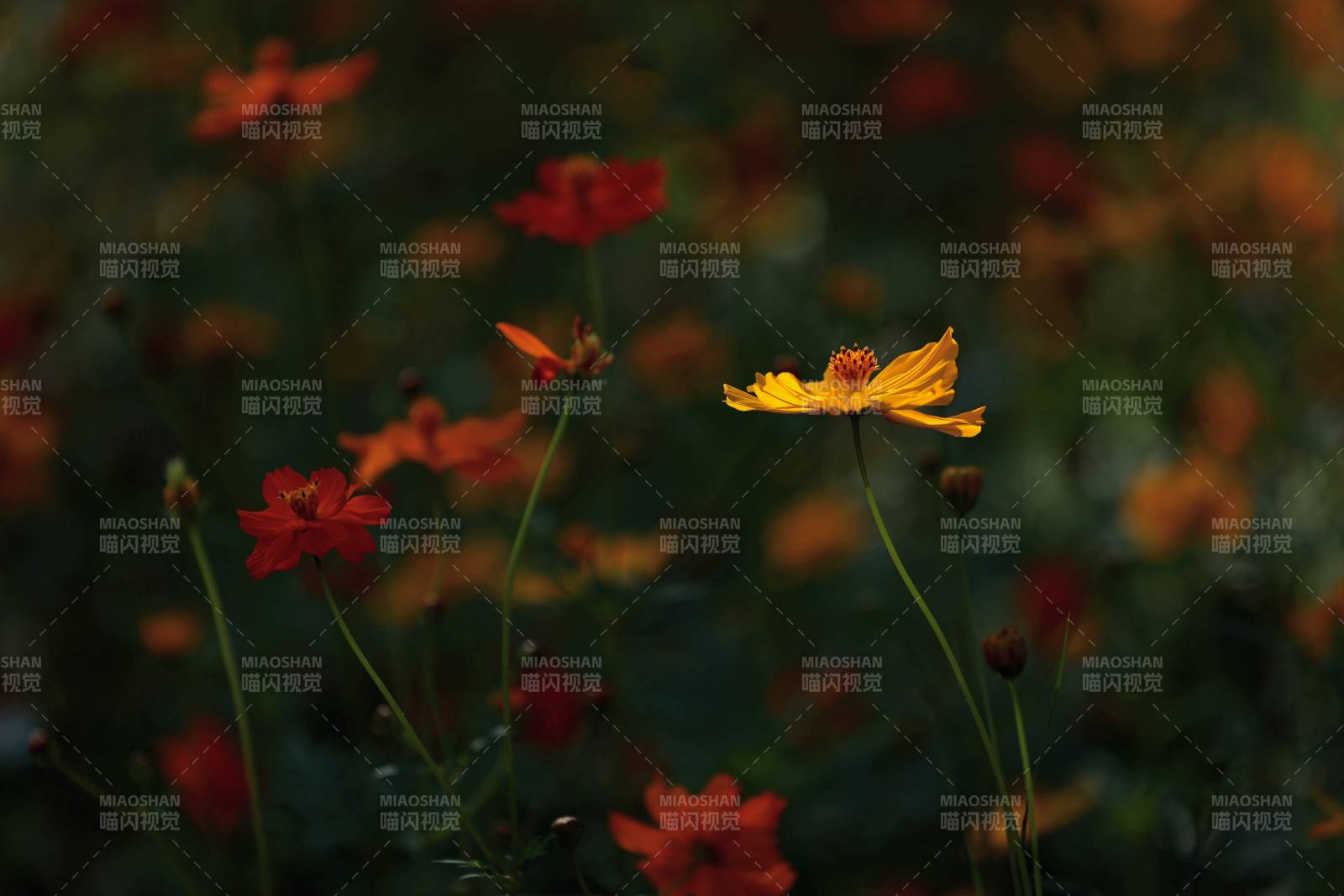 黃秋英花影