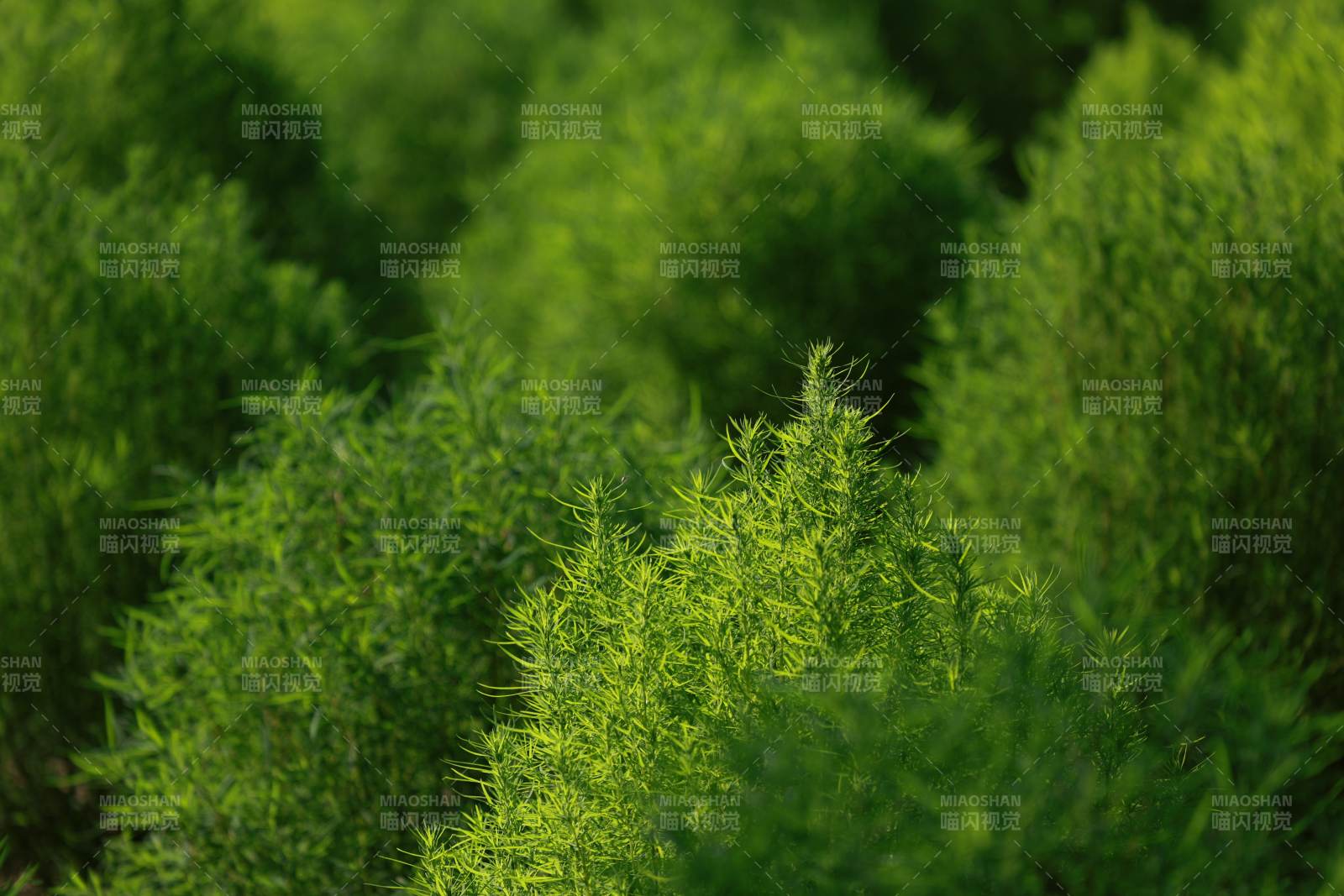 翠綠植物叢生