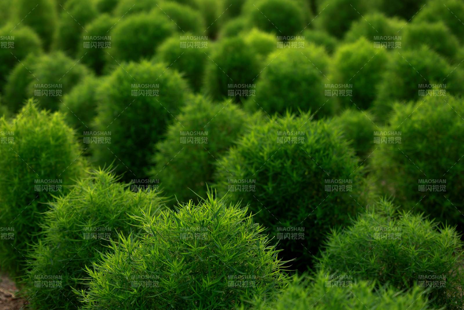 綠植叢生
