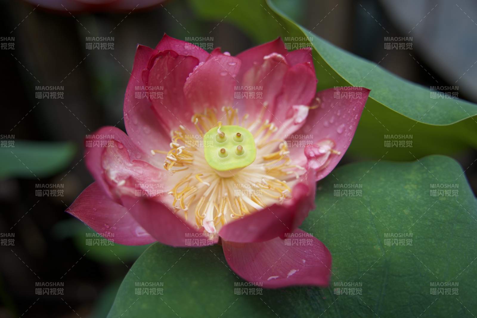 粉紅蓮花綻放
