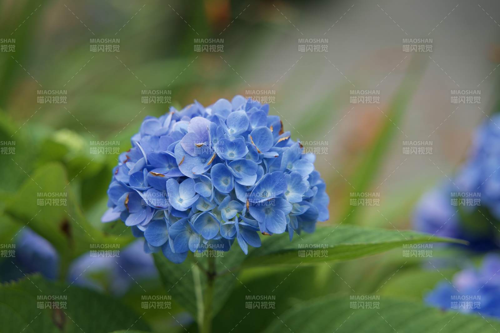 藍繡球花綻放