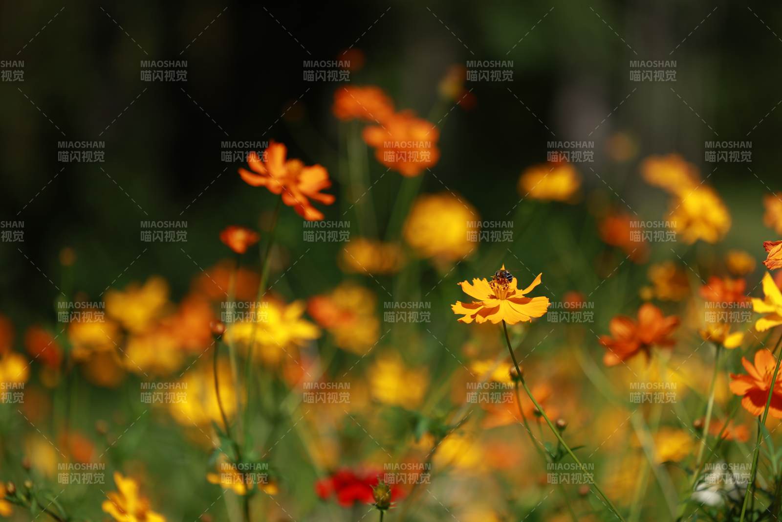 花海中的蜜蜂