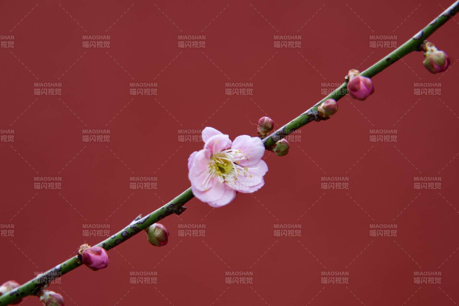 梅花綻放枝頭