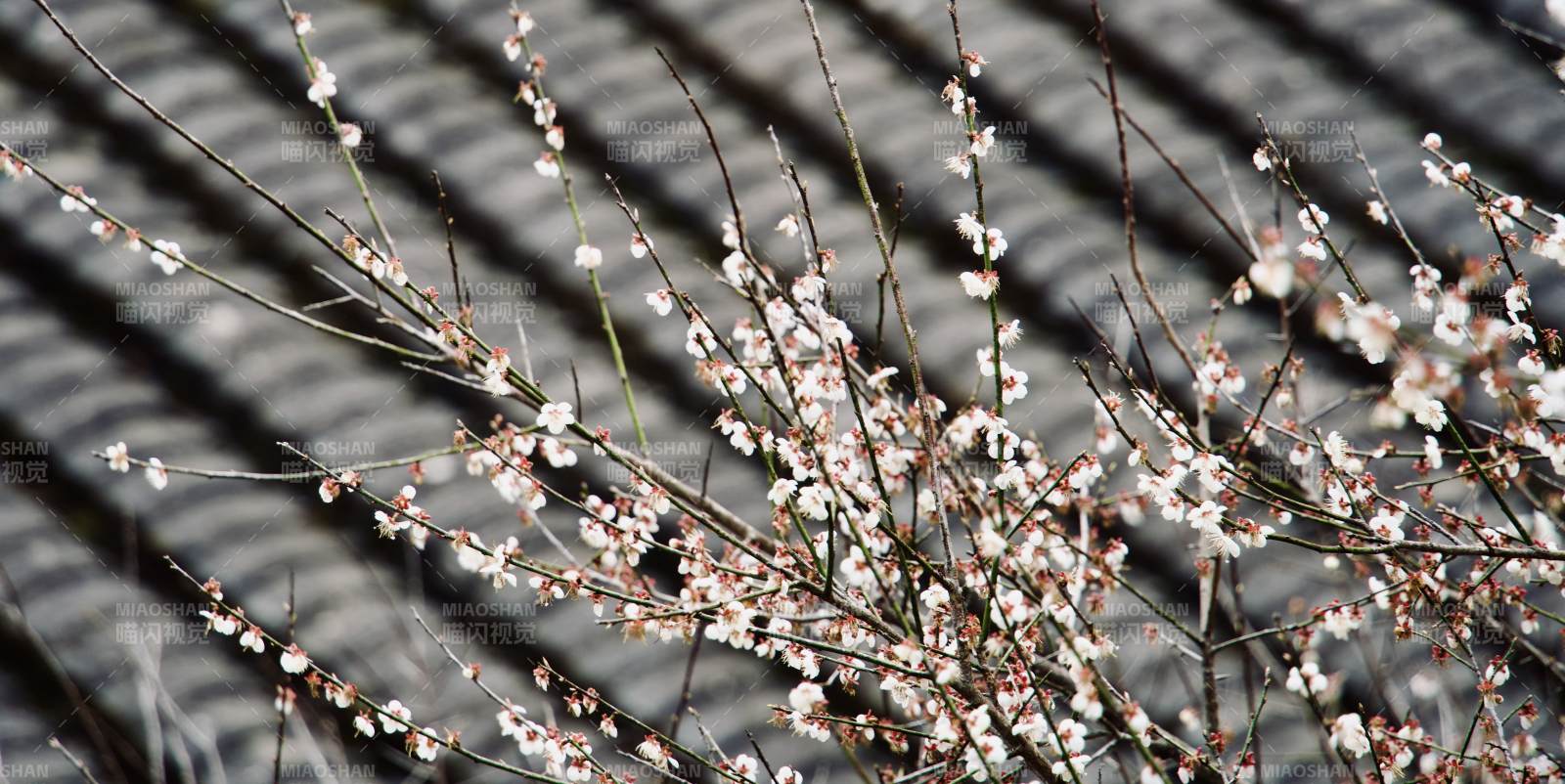 梅花綻放枝頭