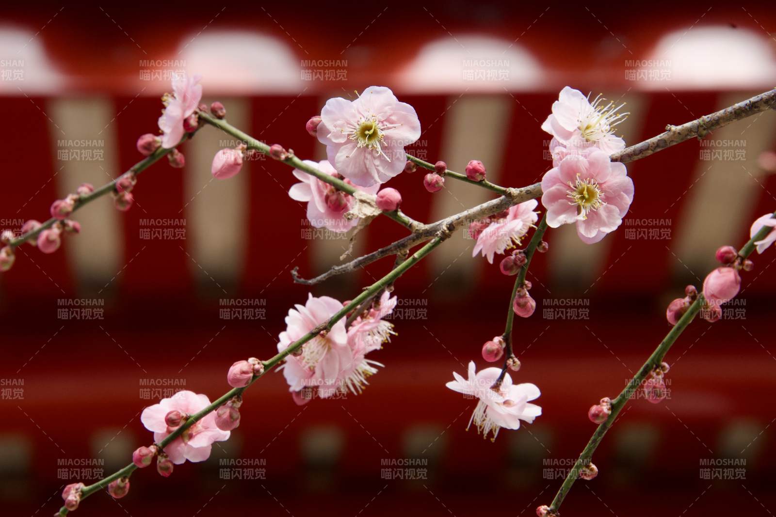 梅花綻放枝頭