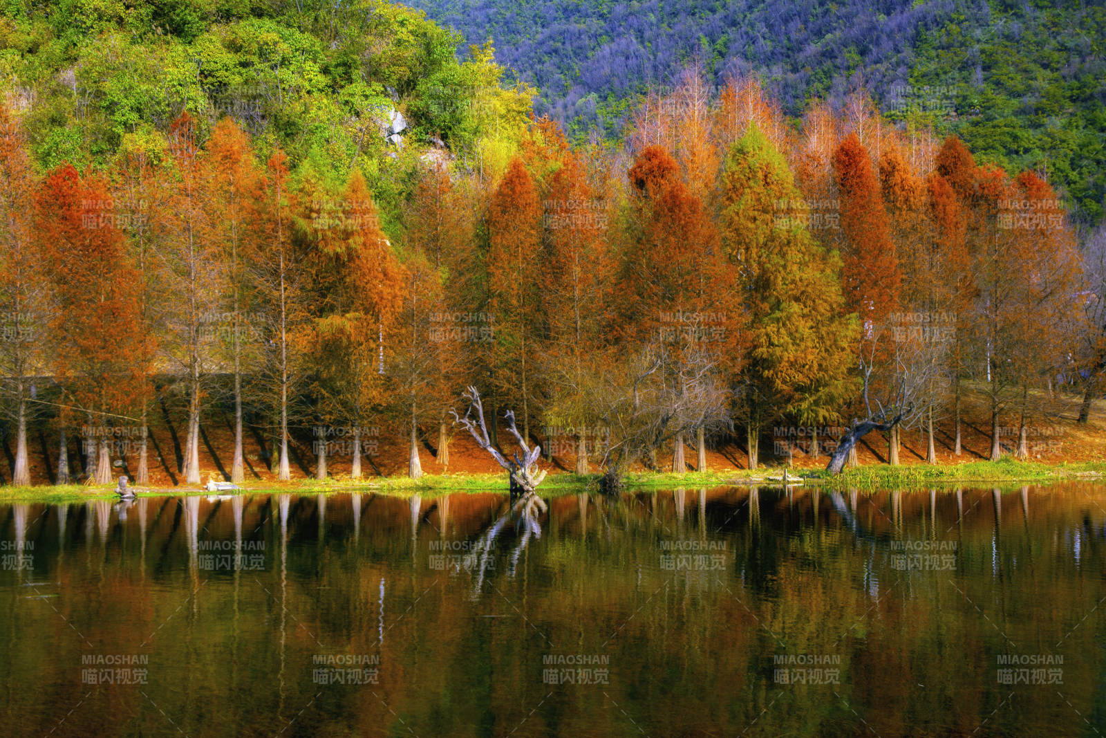紅林染秋色(貴陽花溪十里河灘)