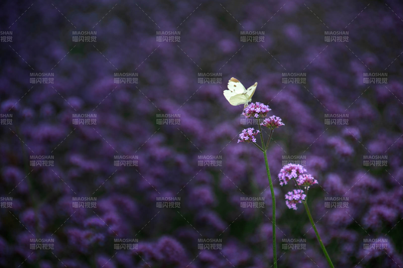 蝶舞紫花叢
