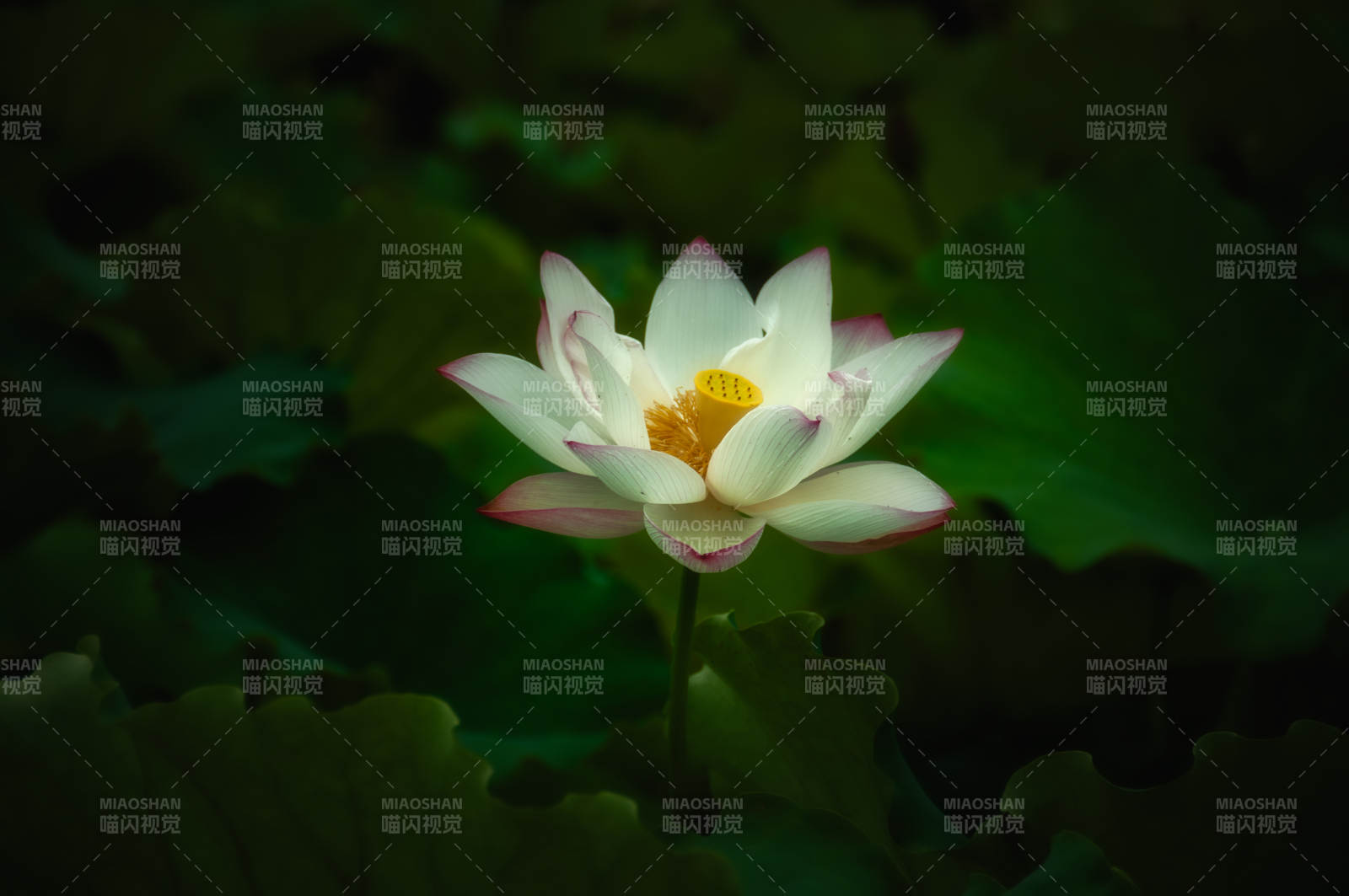 白蓮綻放
