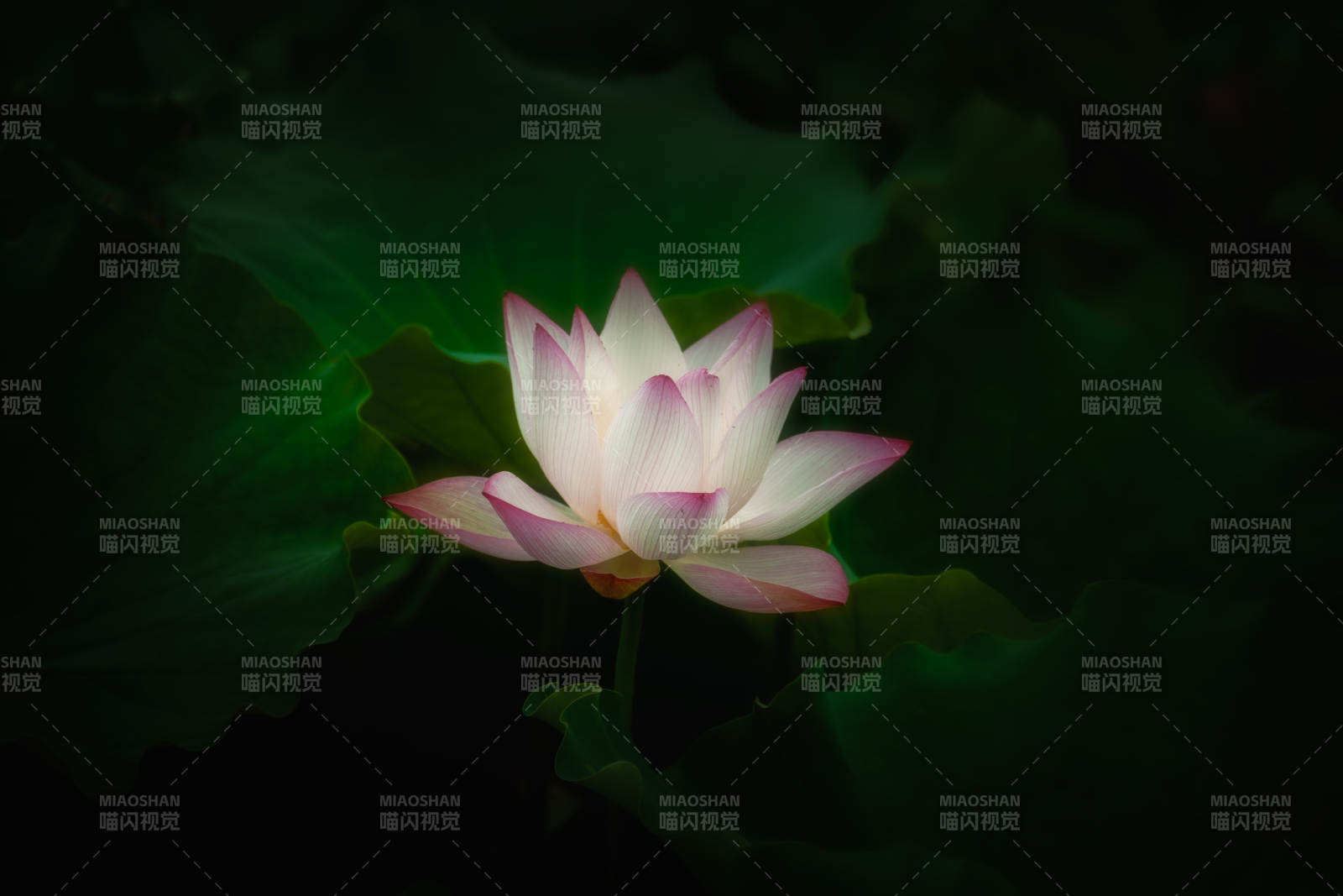 蓮花綻放于暗夜