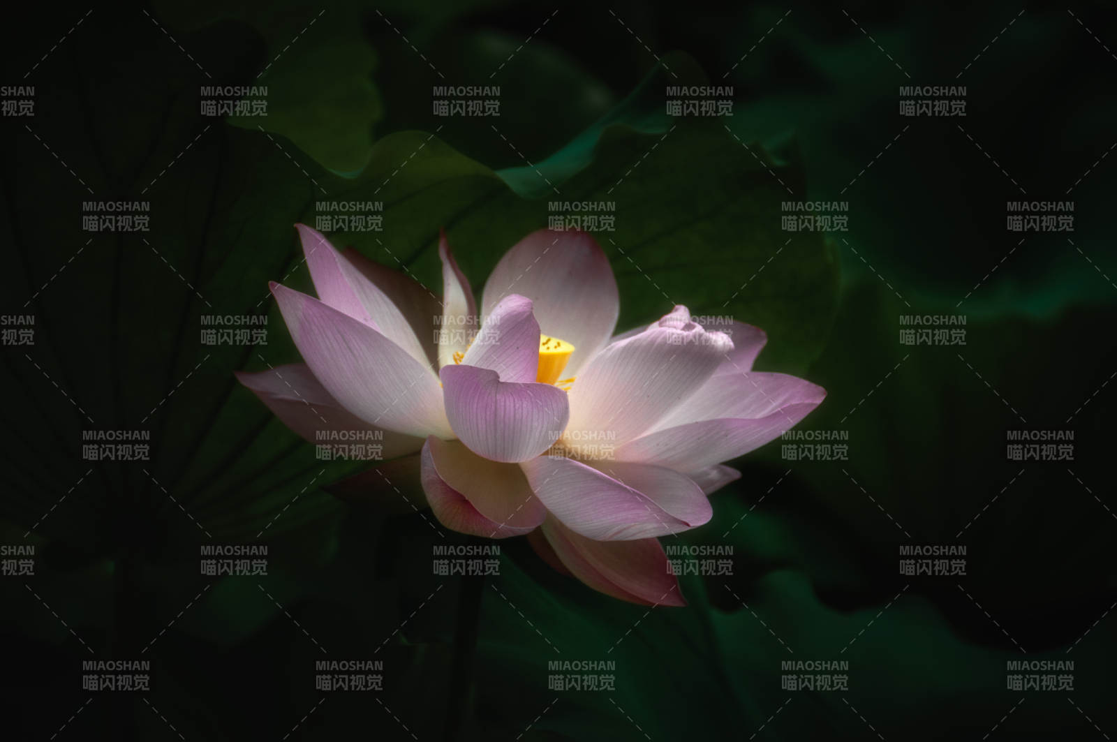 夜色中的蓮花綻放