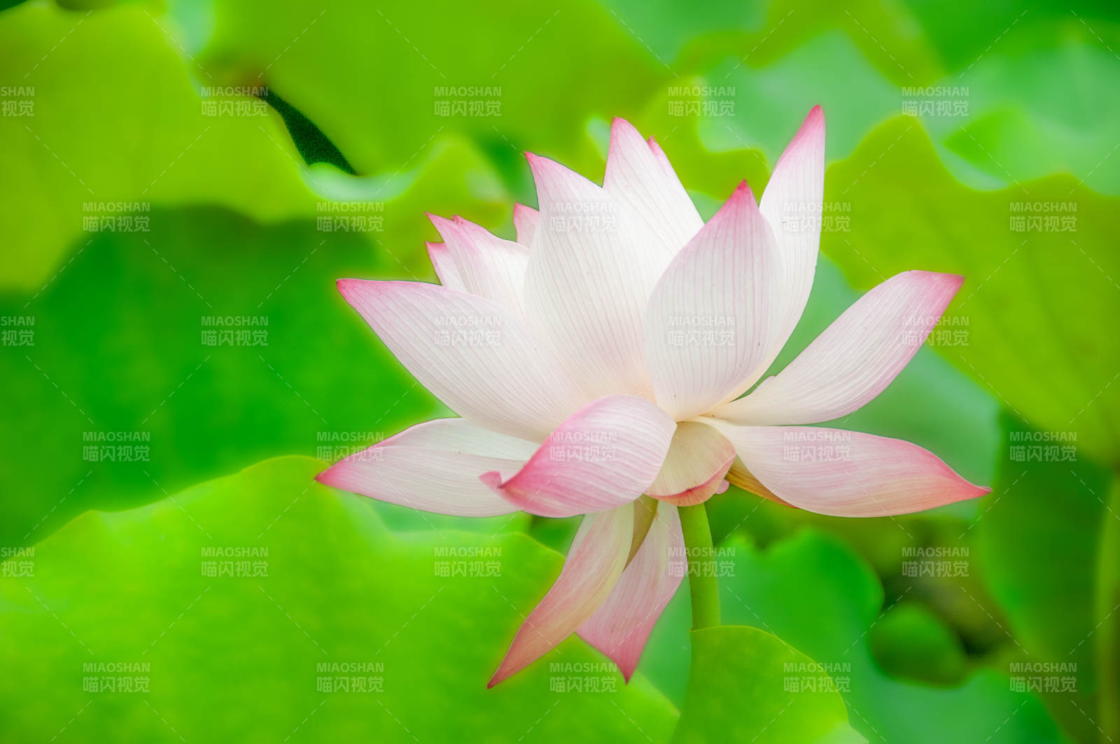 粉白蓮花綻放