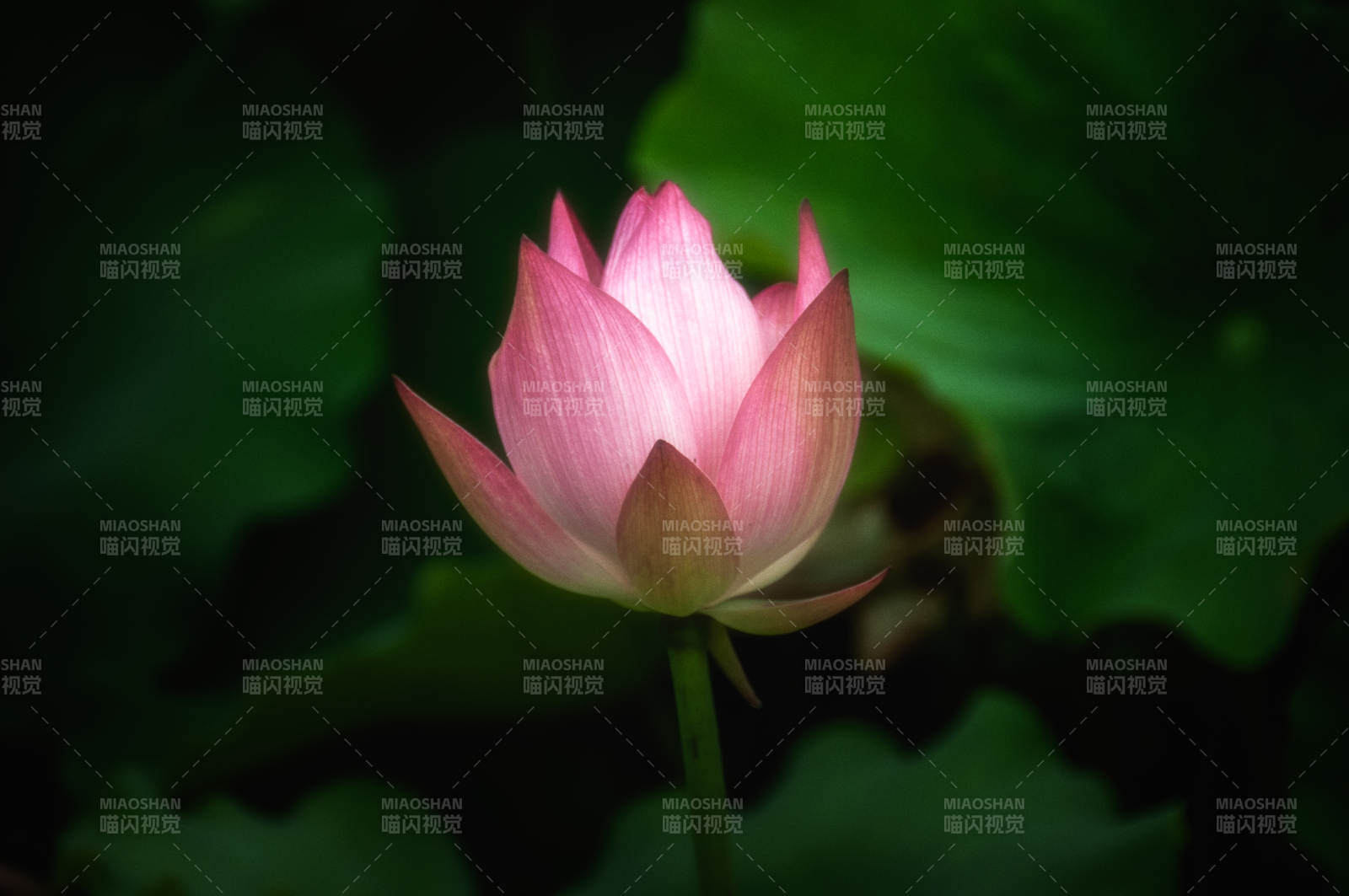 粉蓮靜綻