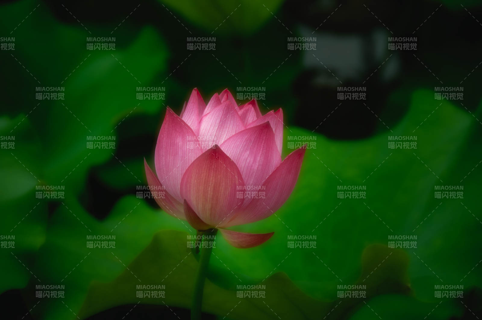 粉蓮綻放綠葉間