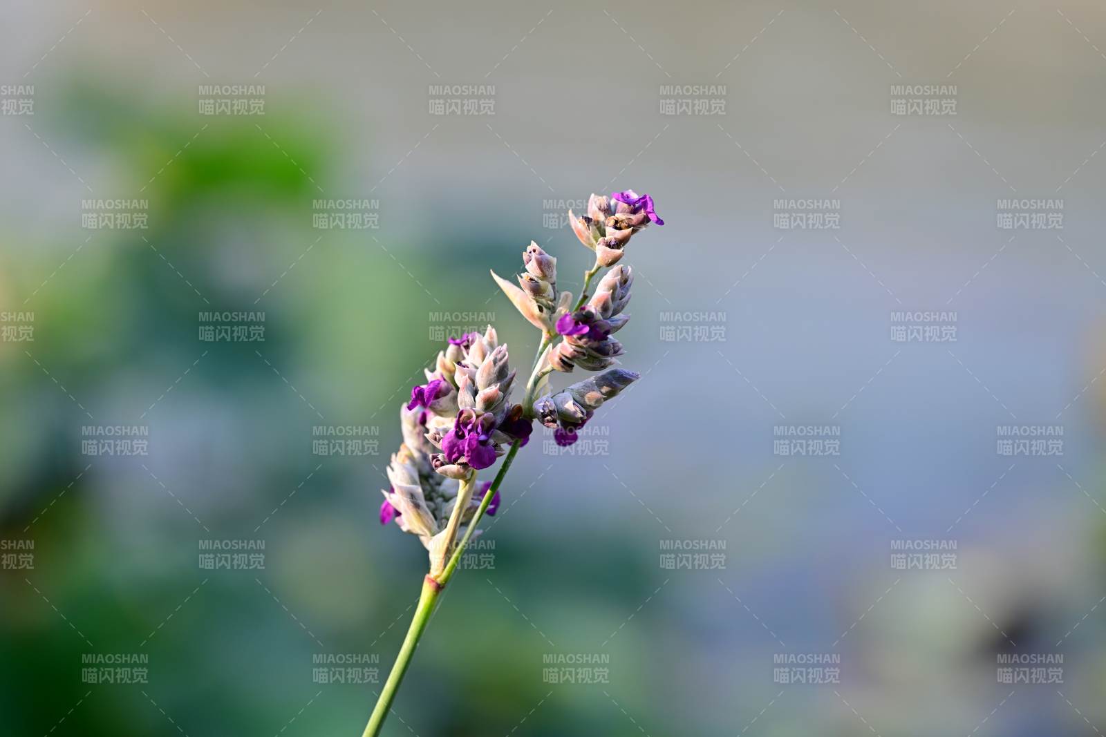 再力花