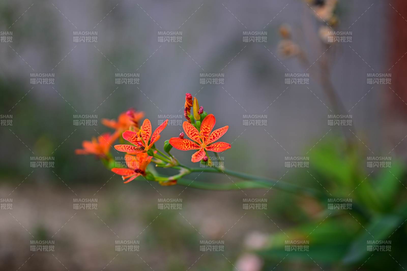 橙色小花綻放