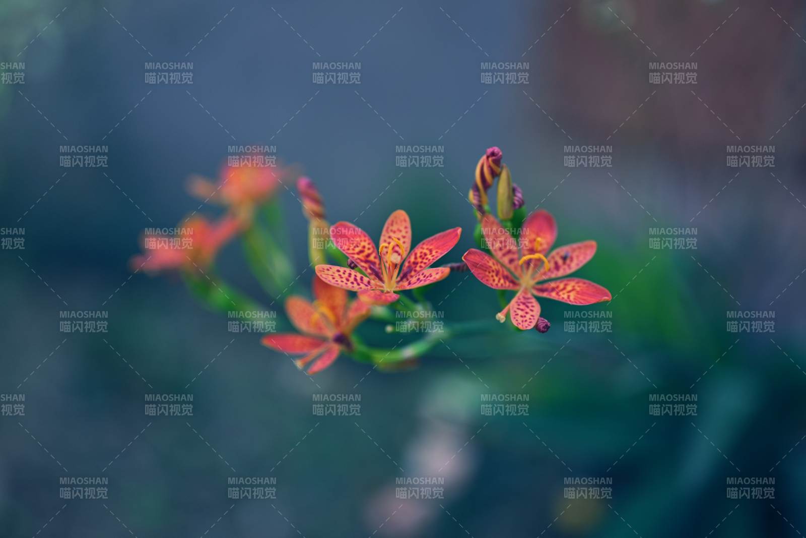 橙紅斑點花綻放