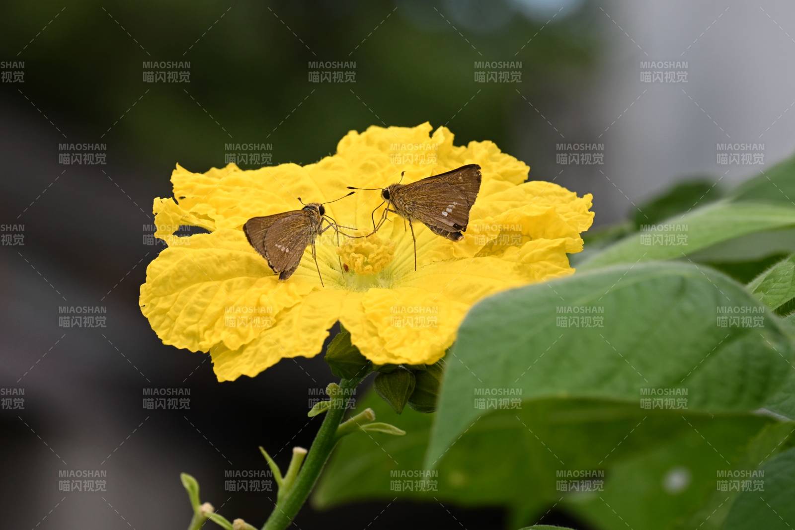 雙蝶共舞黃花上