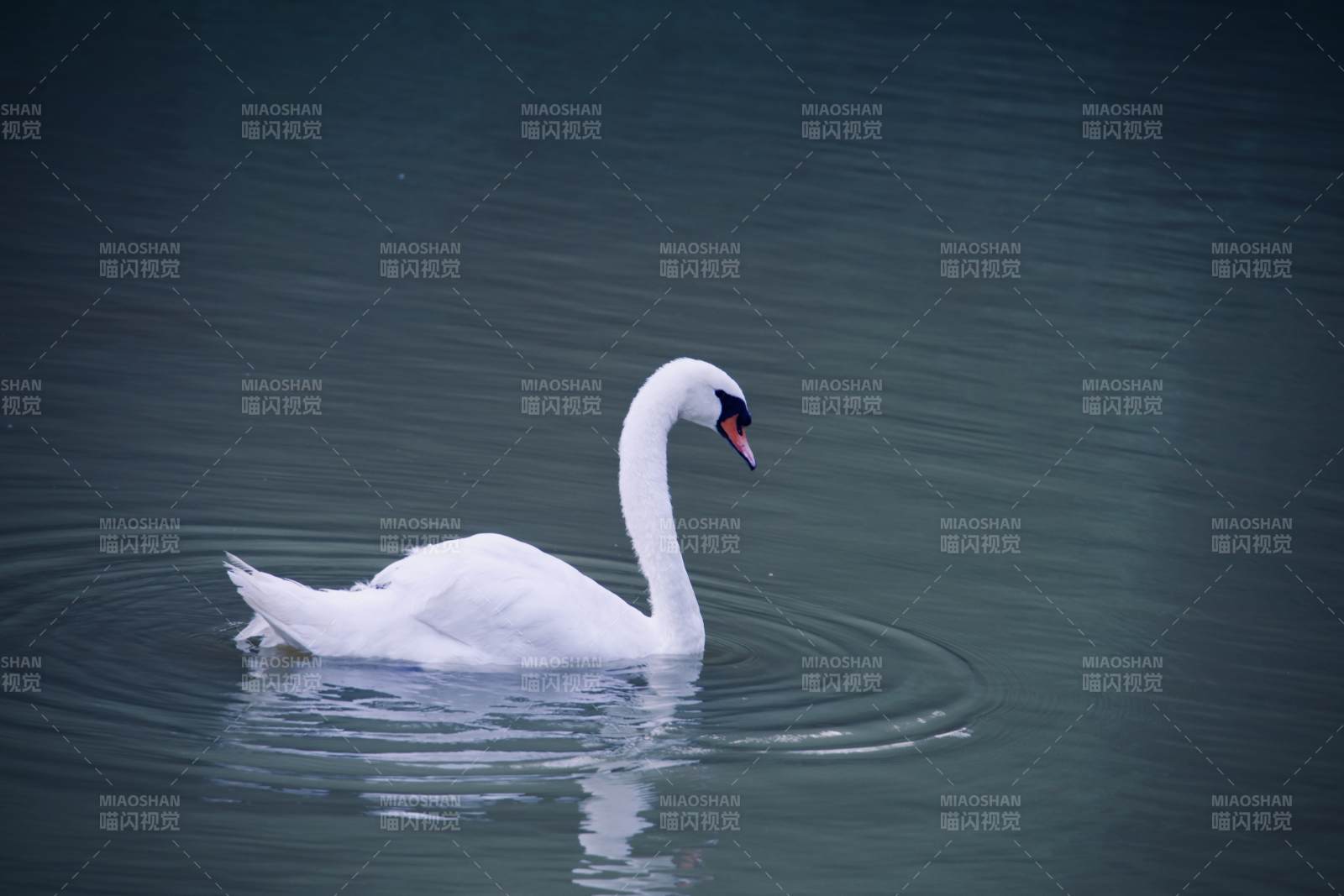 湖上白鵝靜游