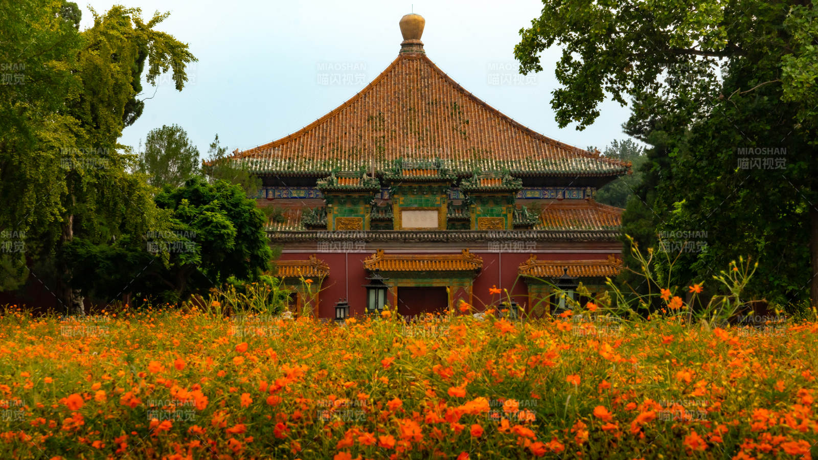 北海公園古建筑前花海綻放
