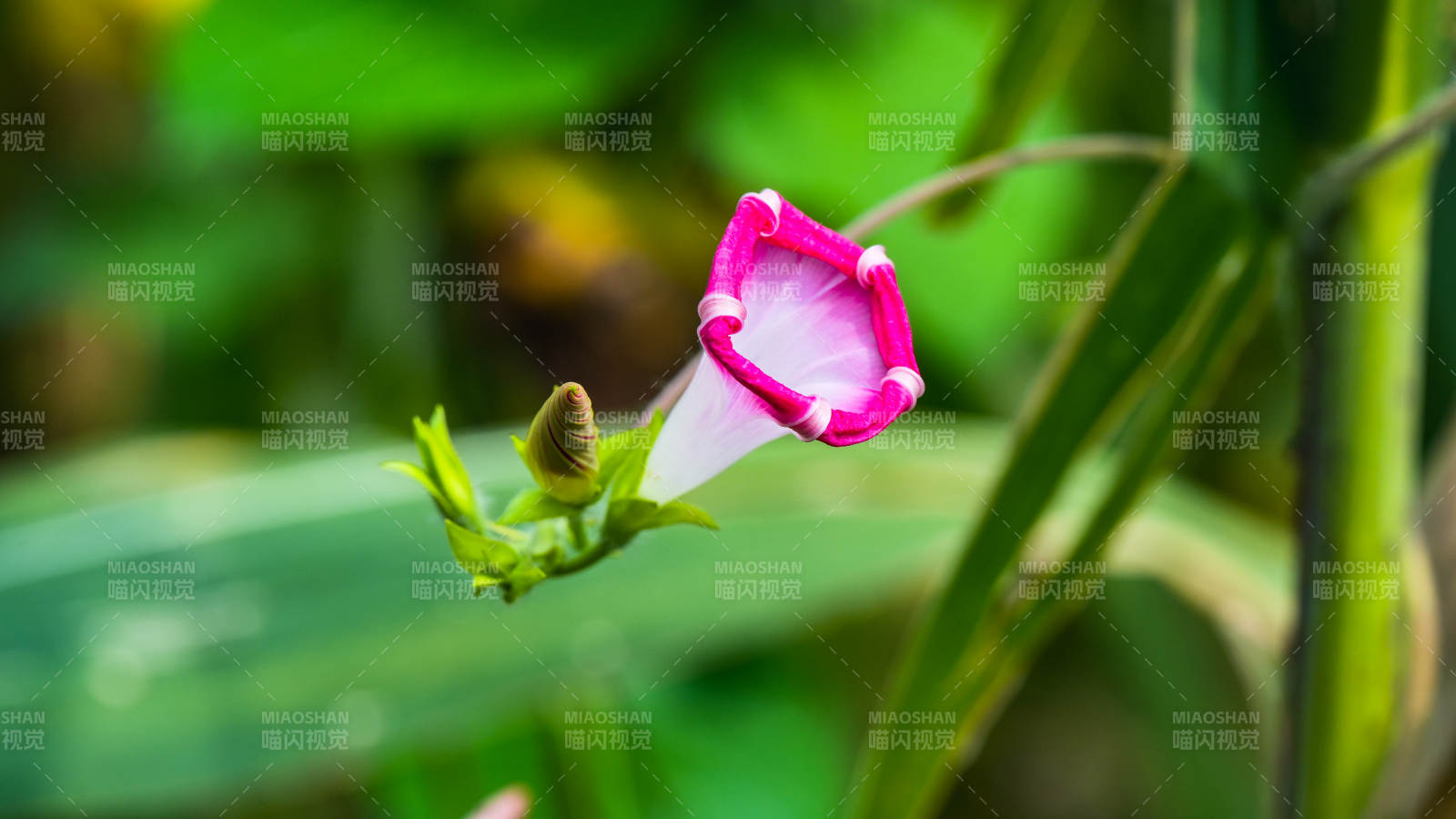 粉白相間的牽牛花