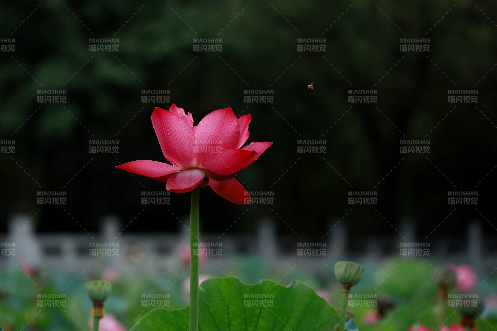 紅蓮綻放