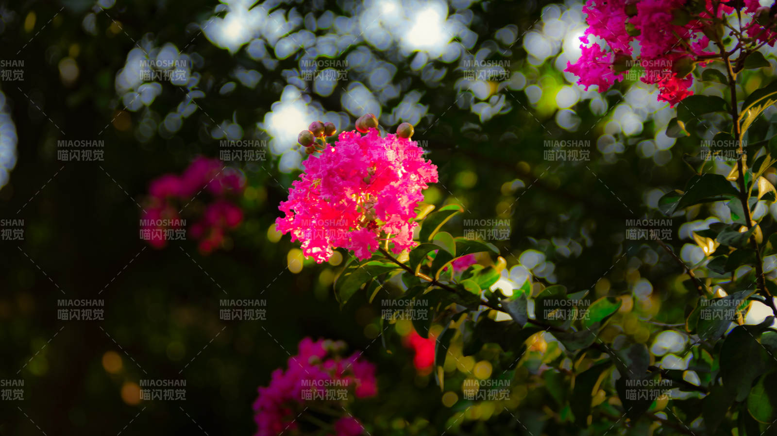 紫薇花綻放