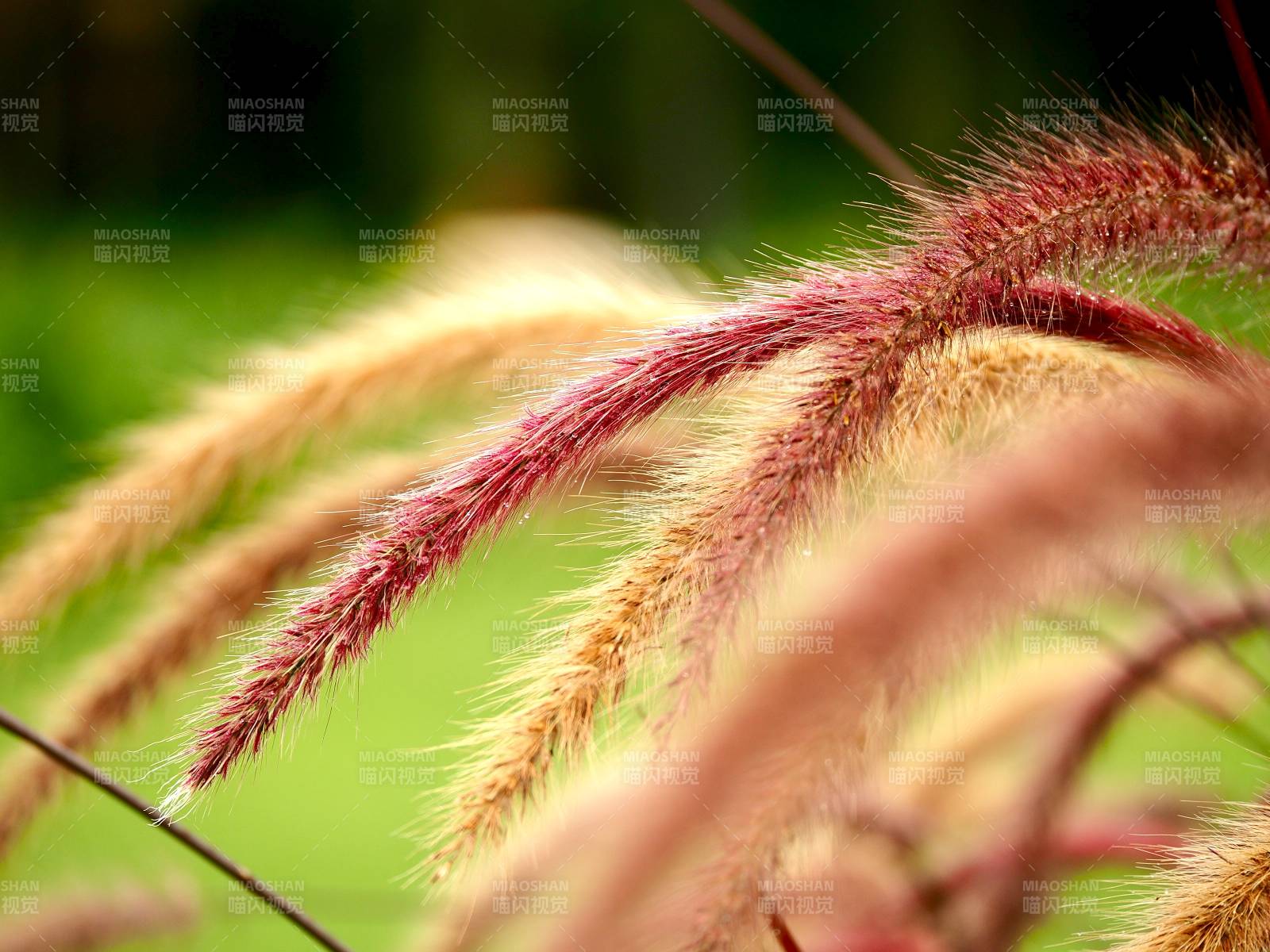 秋草輕舞
