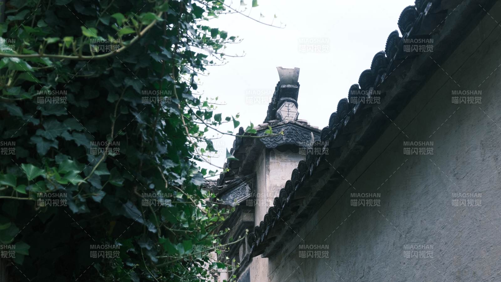 西遞古鎮(zhèn)古墻藤影