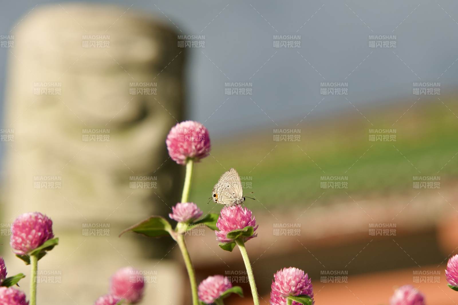 蝶舞花間