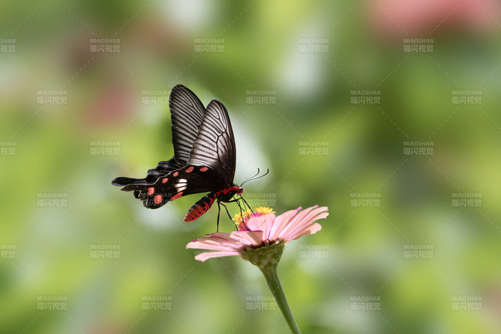 蝶舞花間