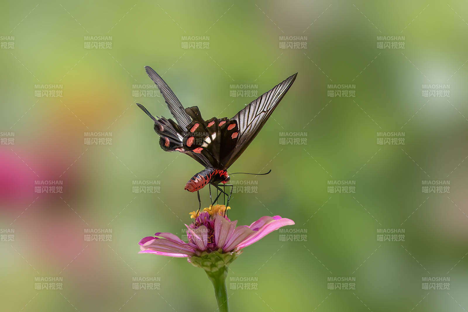 蝶舞花間