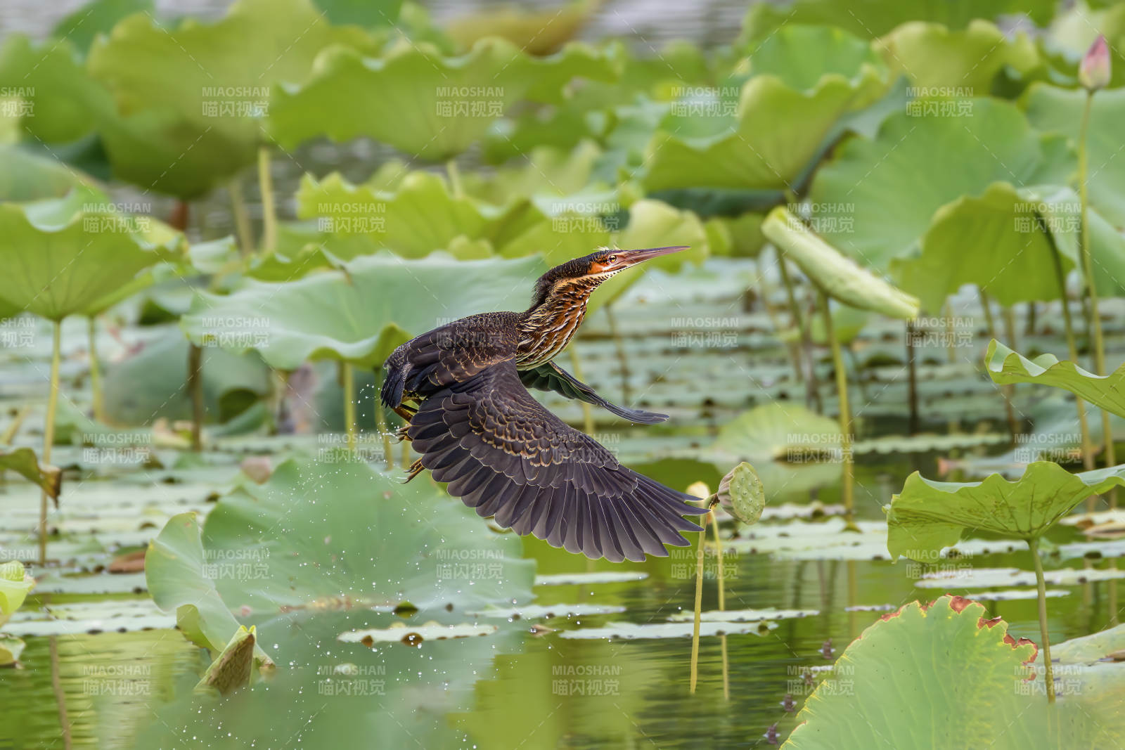 黑葦鳽飛掠荷葉間
