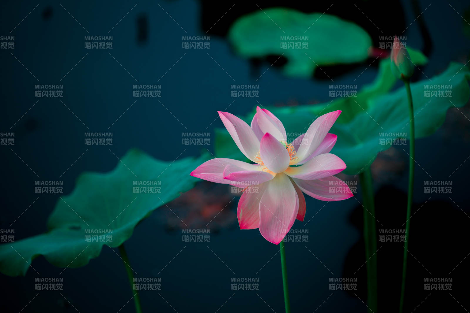 粉蓮靜綻水中央