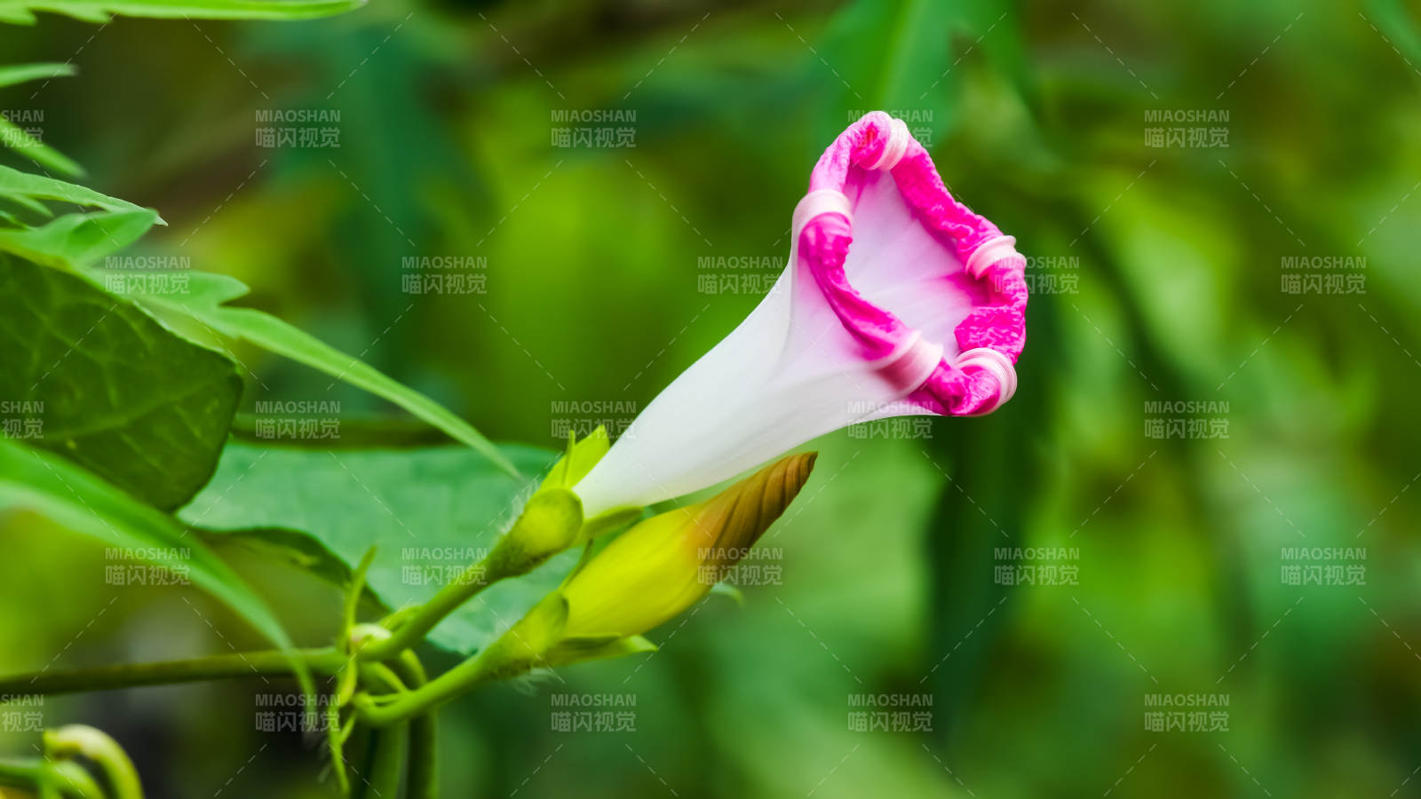 粉白喇叭花綻放