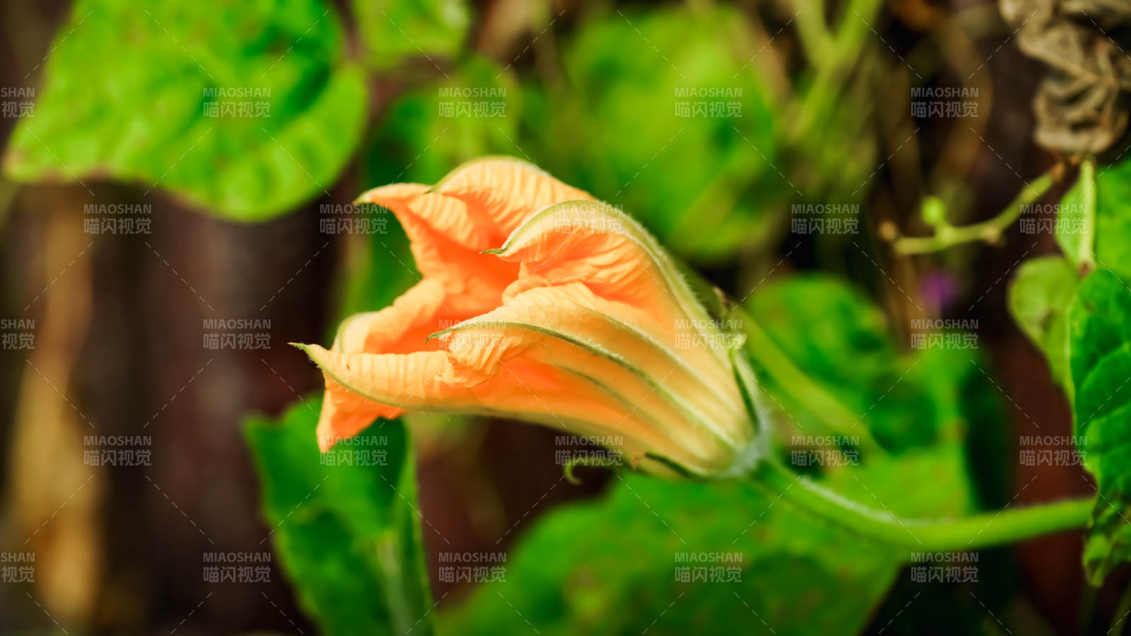 南瓜花綻放