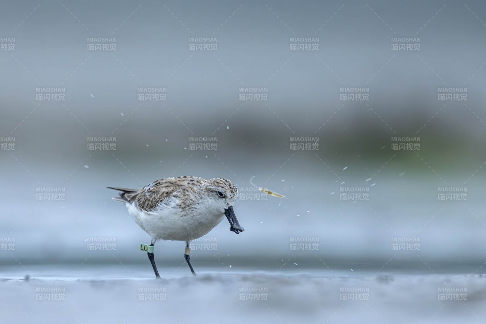 鷸鳥捕食瞬間