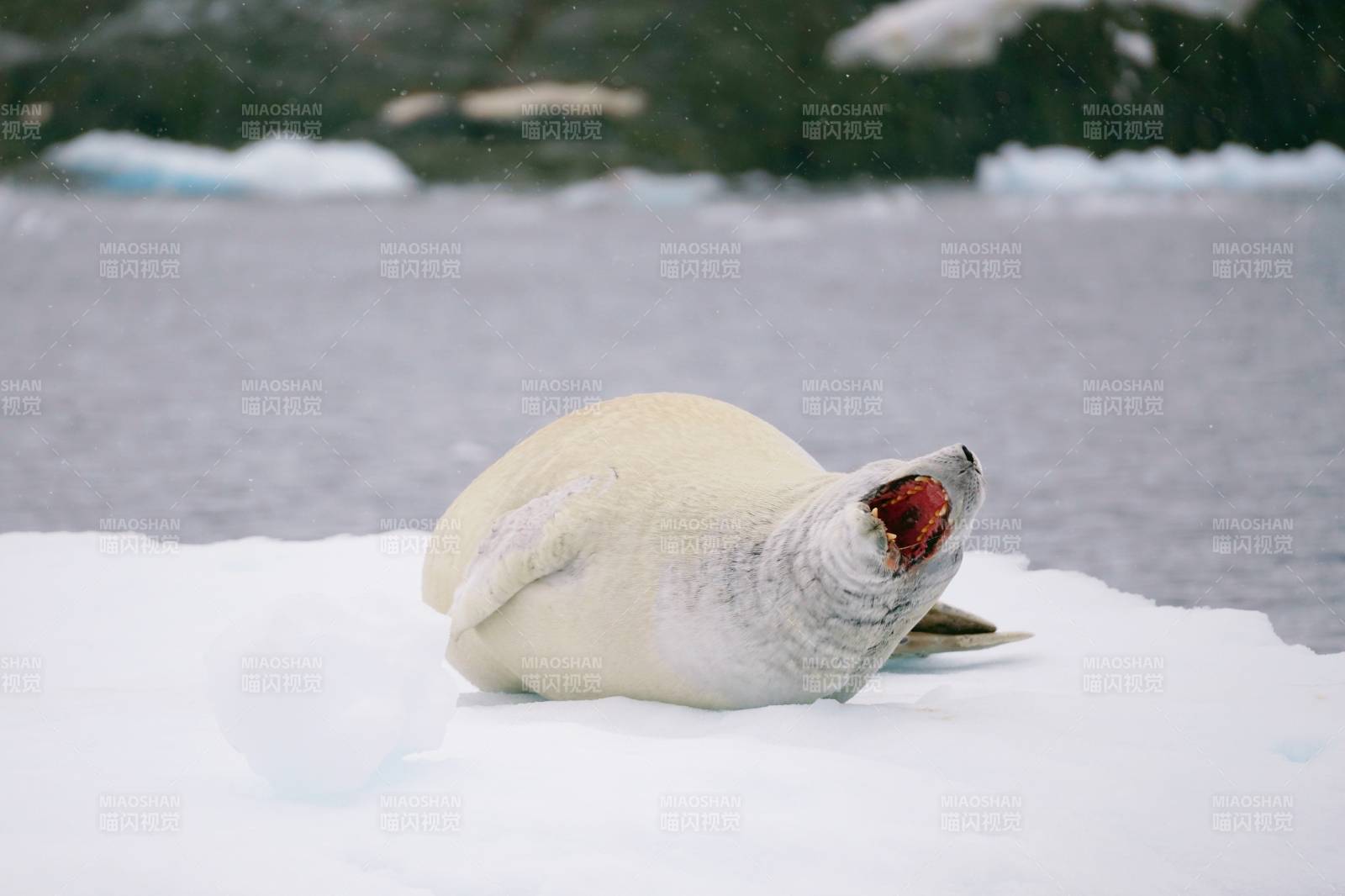 南極雪地海豹張嘴