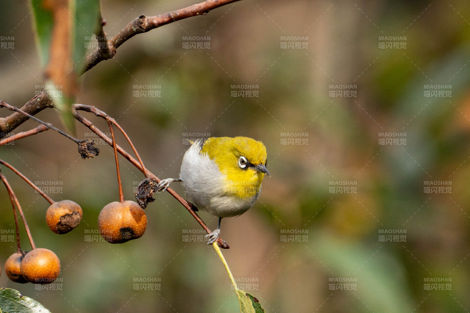 繡眼鳥棲枝頭