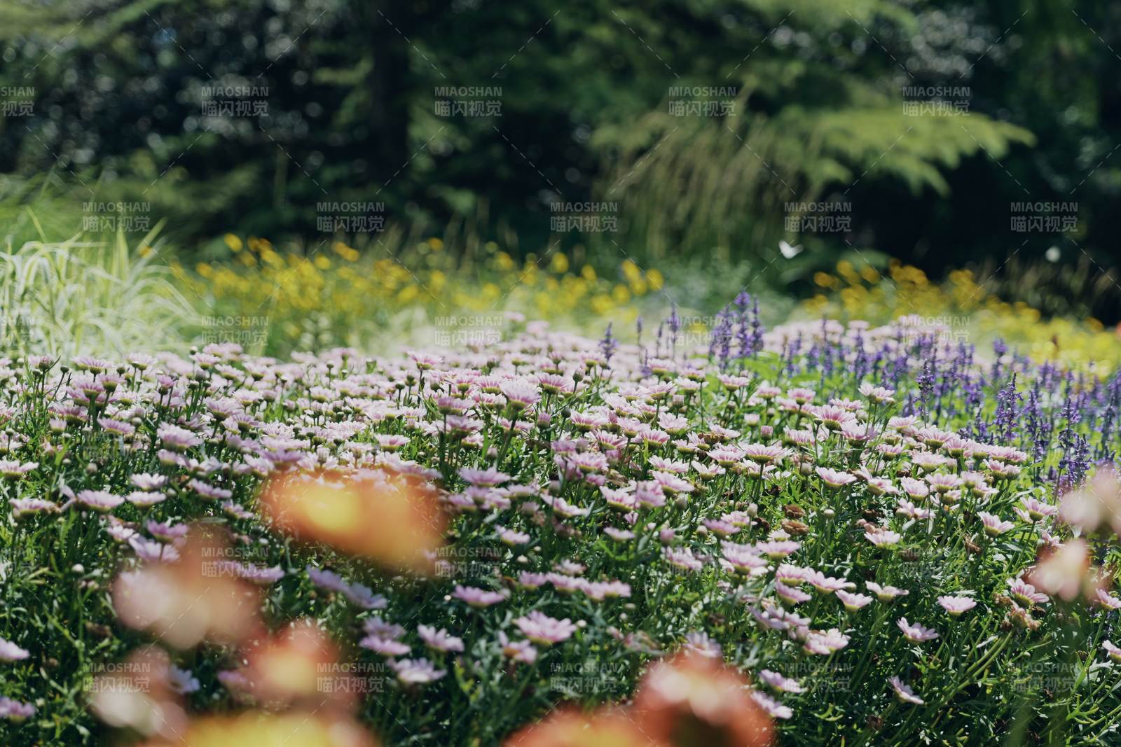 花海蝶舞