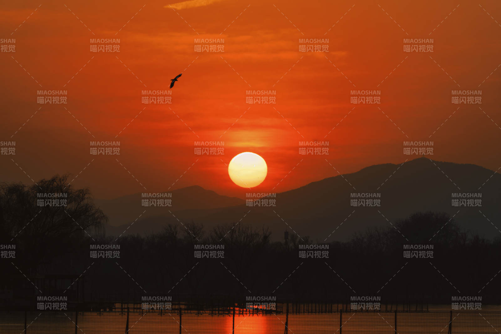 夕陽西下 鳥影掠空