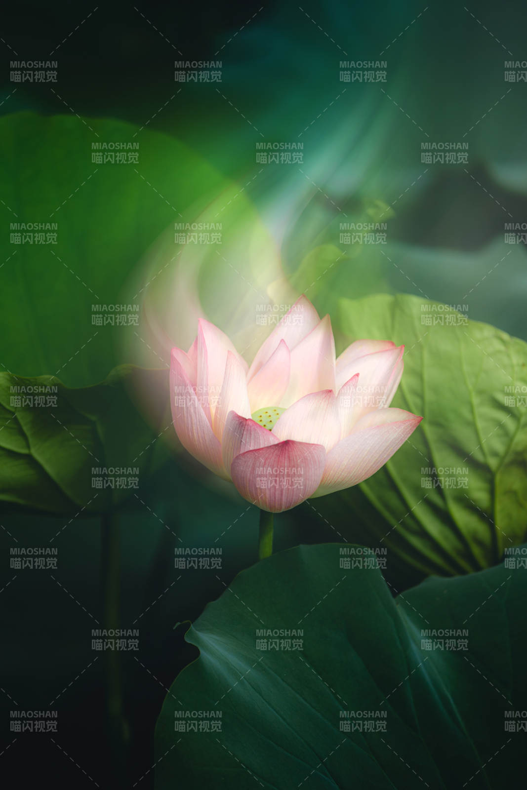 蓮花綻放 綠葉相伴