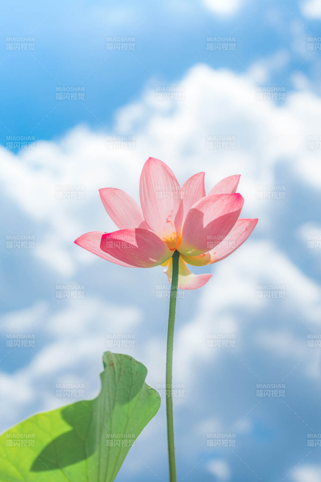 蓮花映藍天
