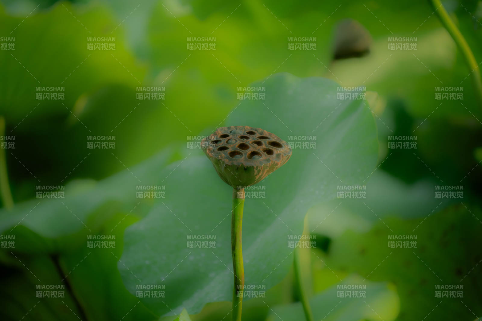 蓮蓬靜立綠葉間