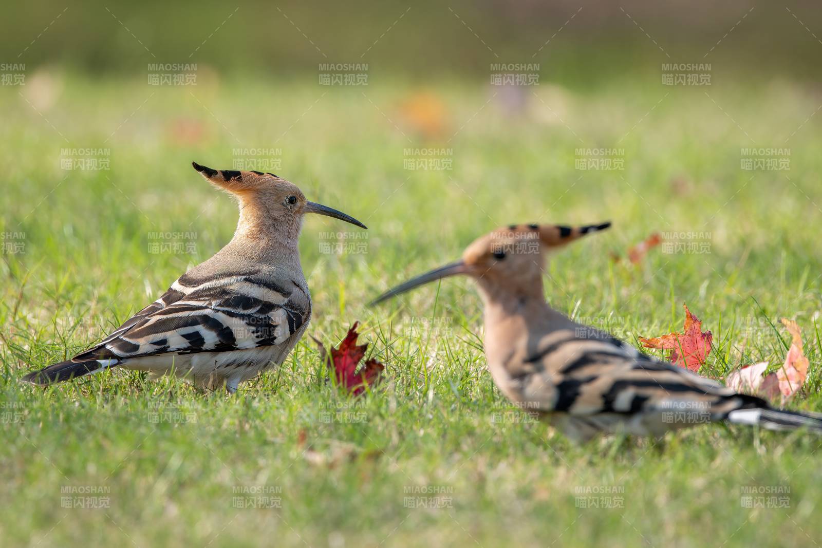戴勝鳥草地上覓食