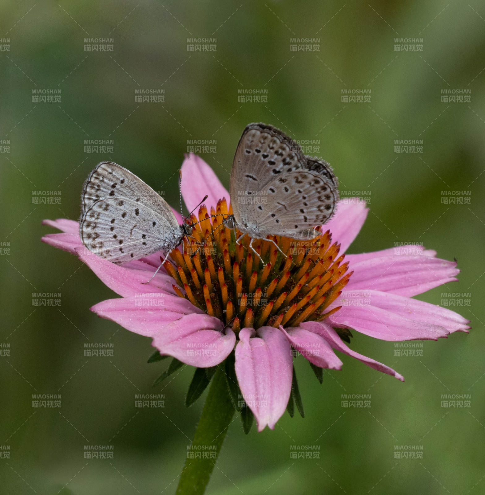 蝶舞花間